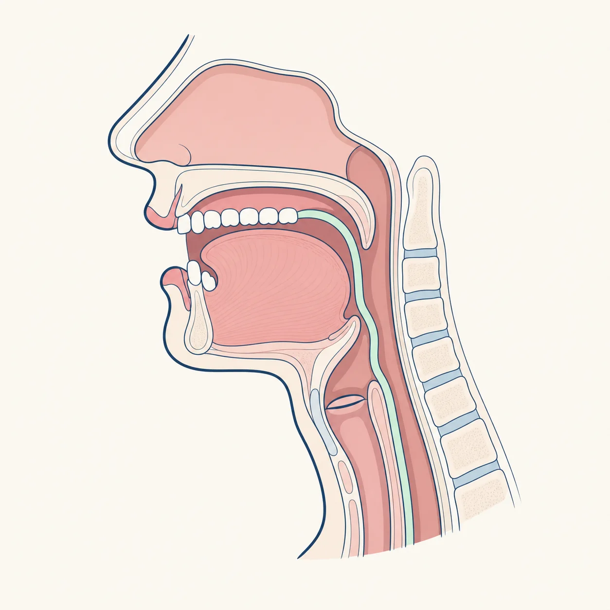 Difficulty Swallowing dental educational illustration